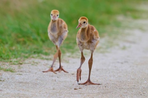 Two fluffy chicks migrate over a sandy path along green meadows, Canada cranes or Florida cranes