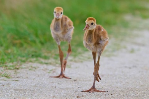 Two fluffy chicks walking curiously on a sandy path with green surroundings, Canada cranes or