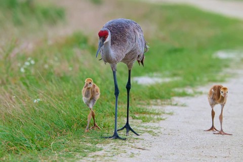 Crane with two chicks walking along a sandy path next to grassy areas, Canada cranes or Florida