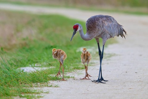 A crane with its chicks walking on a rural path next to green meadows, Canada cranes or Florida
