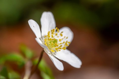 Wood anemone / European thimbleweed (Anemone nemorosa) close-up of white flower showing yellow