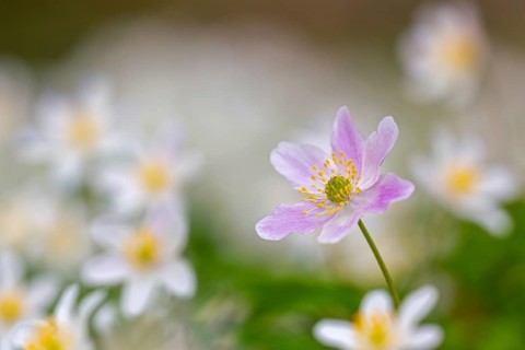 Pink wood anemone among colonial growth of white anemones / European thimbleweed (Anemone nemorosa)