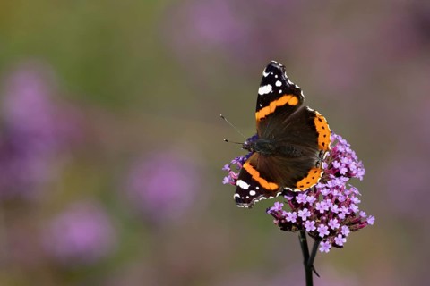 Red admiral butterfly (Vanessa atalanta) adult insect feeding on garden purple Verbena flowers in