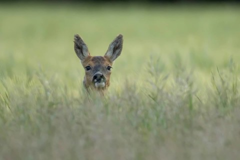 Roe deer (Capreolus capreolus) adult animal female doe in a farmland cereal field in summer,
