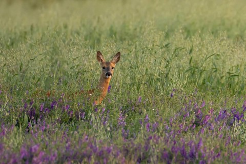 Roe deer (Capreolus capreolus) adult animal female doe in a farmland cereal field with purple vetch