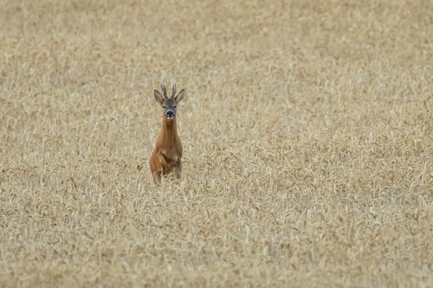 Roe deer (Capreolus capreolus) adult animal male roebuck running in a farmland wheat field in