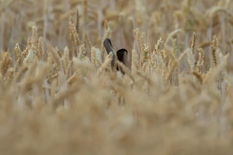 European brown hare (Lepus europaeus) adult animal in a farmland wheat field in summer, England,