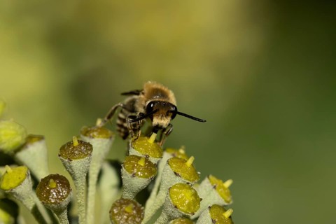 Ivy bee (Colletes hederae) adult insect feeding on Ivy flowers in the summer, England, United