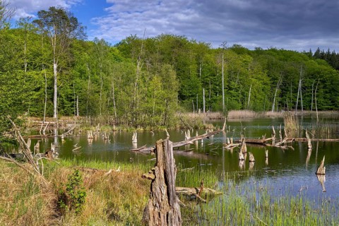 Schweingartensee in spring, lake in the Serrahn Hills, Serrahner Berge, Mecklenburgische Seenplatte