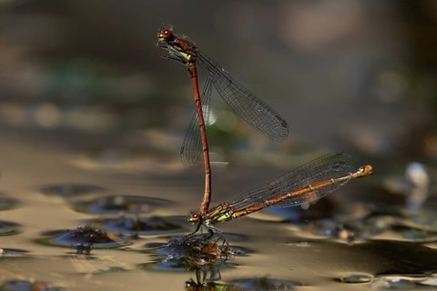 Large red damselfly (Pyrrhosoma nymphula) two adult insects mating on the water surface of a garden