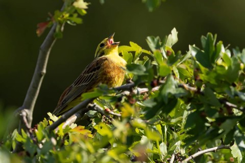 Yellowhammer (Emberiza citrinella) adult male bird singing in a hawthorn hedgerow in summer,