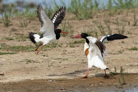 Eurasian oystercatcher (Haematopus ostralegus) adult wading bird fighting with a Shelduck (Tadorna