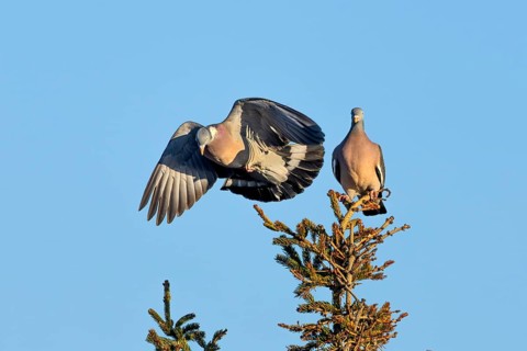 Wood pigeon (Columba palumbus) attacking an intruder, confrontation, courtship behaviour, aerial