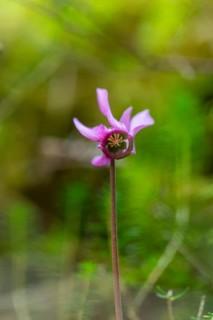 Delicate cyclamen blossom in Bad Reichenhall. Close-up of flowers on hiking trail in the Alps
