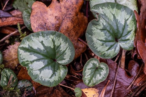 Early spring cyclamen (Cyclamen coum), Emsland, Lower Saxony, Germany