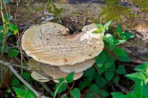Scaly stem porling (Cerioporus squamosus) on dead wood, Peene Valley nature park Park,