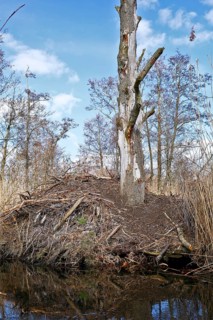 Beaver (Castor fibre), castle of a beaver on the banks of the Peene, dwelling of a beaver, Peene