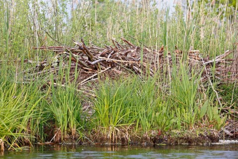 Beaver (Castor fibre), castle of a beaver on the banks of the Peene, dwelling of a beaver, Peene