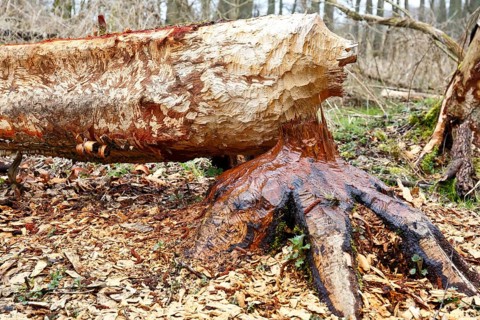 Beaver (Castor fibre), tree felled by a beaver, activities of a beaver, beaver cutting, Peene