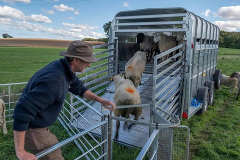 Shepherd loading his sheep into the two-story animal transporter, in the pasture, Rehna,