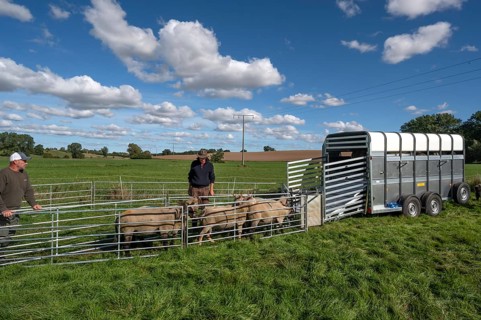 Shepherds prepare to load sheep standing in the Ferch into the animal transporter, Rehna,