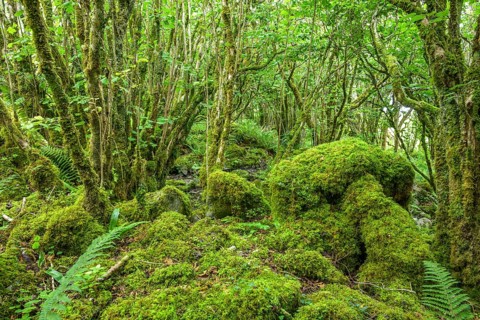 Mossy forest and ferns at St Colman's Chapel and Sacred Spring, Burren, Keelhilla, Carran, County