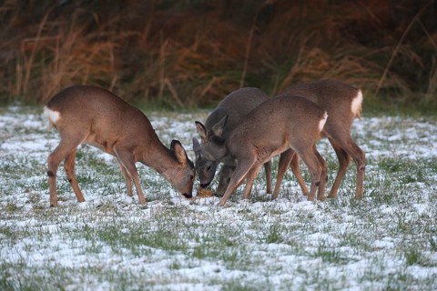 Roe deer (Capreolus capreolus) doe (left and right) and two buck fawns in the snow at the Kirrung