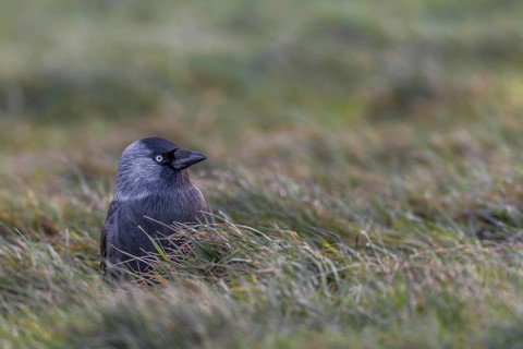 Jackdaw (Corvus monedula) sitting in a meadow in the last evening light, Germany