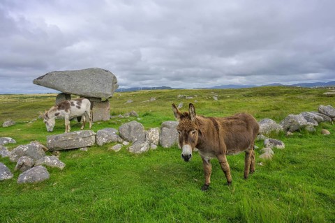 Donkey at the dolmen of, Kilclooney, County Donegal, Ireland