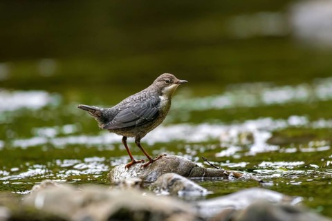 A dipper sits in a stream, Hönnetal, Sauerland, North Rhine-Westphalia, Germany