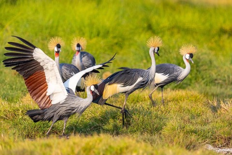 Crowned Crane (Balearica regulorum) courtship behavier South Luangwa NP Zambia August
