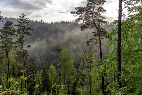 Fog in the forest of Bohemian Switzerland National Park near Hrensko, Czech Republic
