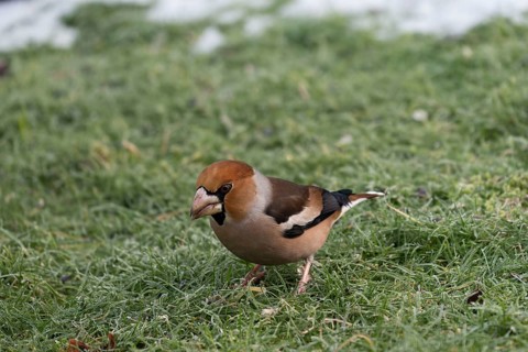 Hawfinch (Coccothraustes coccothraustes) searching for food in winter, North Rhine-Westphalia,