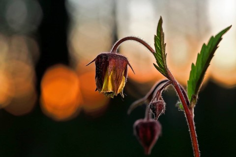 Brooklime (Geum rivale), flowering in the evening light, Peene Valley nature park Park,