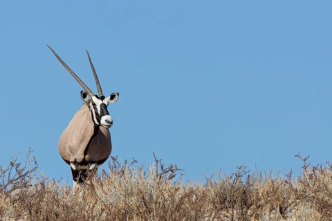 Gemsbok (Oryx gazella), adult female, standing on a rocky ridge among dry bushes, looking at