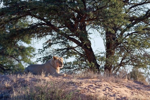 African lion (Panthera leo), adult male lying on a sand dune, in the shade of trees, looking