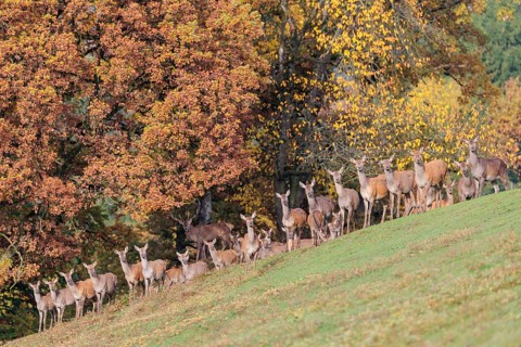 A large herd of red deer (Cervus elaphus) rests in hilly terrain on a meadow at the edge of the