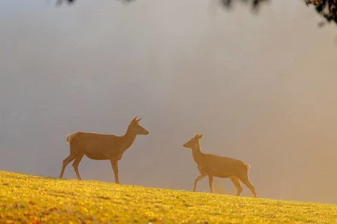 A herd of red deer cows (Cervus elaphus) standing on a meadow in backlit condition. Fog covers the