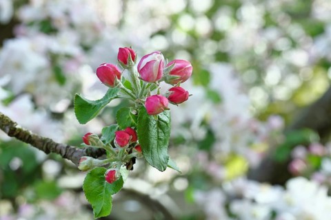 Apple blossoms (Malus), red still closed blossoms, bokeh in the background, close-up, Wilnsdorf,