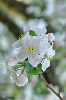 Apple blossoms (Malus), white blossoms with bokeh in the background, close-up, spring, Wilnsdorf,