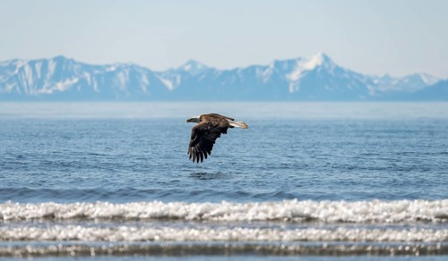 Bald eagle (Haliaeetus leucocephalus) in flight, Anchor Point at Cook Inlet, white mountain peaks