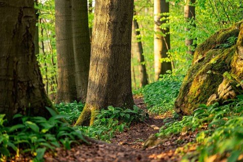 Close-up of a hiking trail lined with moss-covered rocks, trees and wild garlic, Ith, Weser Hills,