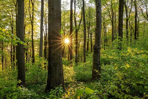 The evening sun shines atmospherically through the trees of an idyllic beech forest in spring, Ith,