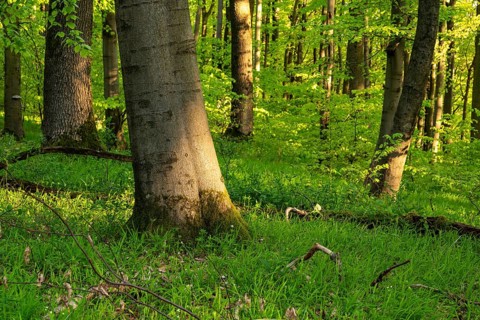 Idyllic green deciduous forest with grassy soil, Ith, Weser Hills, Lower Saxony, Germany