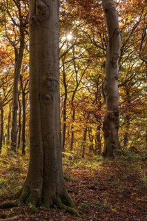 Trees in an idyllic autumn deciduous forest, Saubrink-Oberberg Nature Reserve, Weser Hills, Lower
