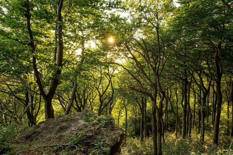 Rocky outcrop above an open green beech forest, Bessinger Cliffs, Ith, Saubrink-Oberberg Nature