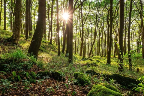The sun shines through the trees of an idyllic beech forest in spring, Ith, Saubrink-Oberberg