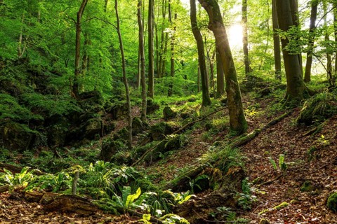 View of the Devil's Kitchen, a mystical rock basin surrounded by lush green beech forest at the