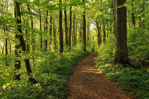 A picturesque hiking trail snakes through an idyllic deciduous forest in spring, Ith-Hils-Weg,