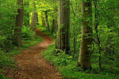 A winding hiking trail snakes through the tree trunks of an idyllic beech forest, Ith-Hils-Weg,